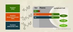 替诺福韦艾拉酚胺(TAF)III期研究结果揭示：96周无耐药，病毒抑制强